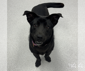 Labrador Retriever-Unknown Mix Dogs for adoption in Washington, DC, USA