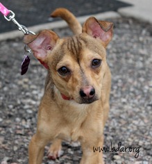 Medium Photo #1 Chiweenie Puppy For Sale in Cheyenne, WY, USA
