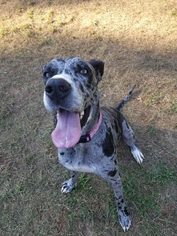 Great Dane Dogs for adoption in Winston Salem, NC, USA