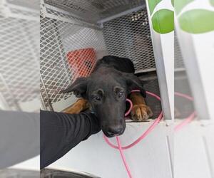 German Shepherd Dog Dogs for adoption in Bakersfield, CA, USA