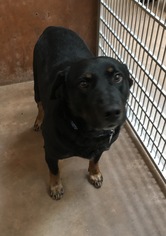 Labrottie Dogs for adoption in Burlington, WA, USA