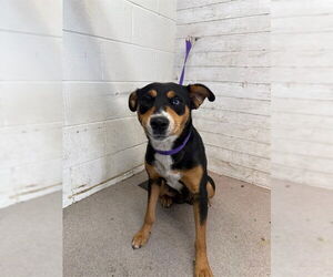 Doberman Pinscher-Unknown Mix Dogs for adoption in San Bernardino, CA, USA
