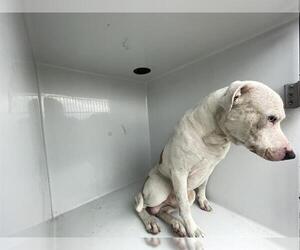 Mutt Dogs for adoption in Houston, TX, USA