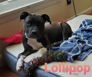 American Staffordshire Terrier Dogs for adoption in Newport, KY, USA