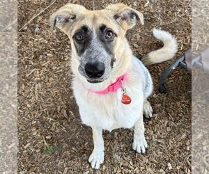 Australian Cattle Dog-Unknown Mix Dogs for adoption in Rohnert Park, CA, USA
