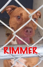 American Pit Bull Terrier-Unknown Mix Dogs for adoption in Waycross, GA, USA