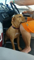 Black Mouth Cur-Labrador Retriever Mix Dogs for adoption in Katy, TX, USA