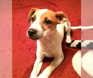 Pointer Dogs for adoption in Glenwood, GA, USA
