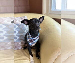 Italian Greyhuahua Dogs for adoption in Phoenix, AZ, USA