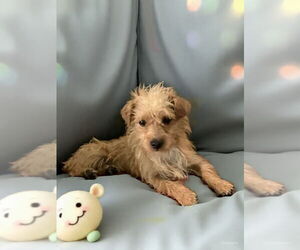 Cairn Terrier-Unknown Mix Dogs for adoption in Aurora, CO, USA