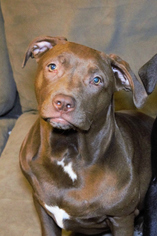 Medium Photo #1 Bulldog-Labrador Retriever Mix Puppy For Sale in Abbeville, LA, USA