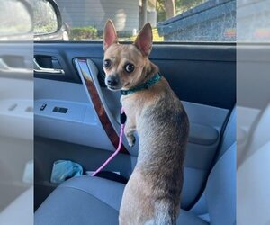 Chihuahua Dogs for adoption in Fort Lauderdale, FL, USA