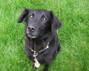 Border Collie-Unknown Mix Dogs for adoption in Eldora, IA, USA