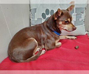 Chihuahua-Unknown Mix Dogs for adoption in Pawtucket, RI, USA