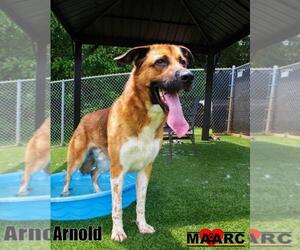 Anatolian Shepherd-German Shepherd Dog Mix Dogs for adoption in Maryville, TN, USA