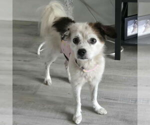 Paperanian Dogs for adoption in Spring Lake, NC, USA