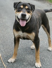 Mastador Dogs for adoption in Rocky Mount, VA, USA