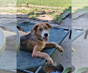 Aussiedor Dogs for adoption in Aurora, IN, USA