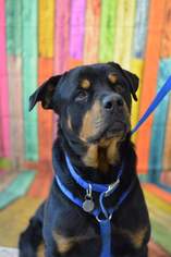 Rottweiler Dogs for adoption in South Amana, IA, USA