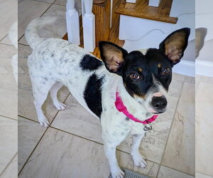 Rat Terrier-Unknown Mix Dogs for adoption in Atlanta, GA, USA