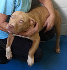 American Pit Bull Terrier Dogs for adoption in Chantilly, VA, USA