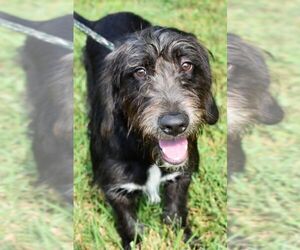 Afghan Hound Dogs for adoption in Nashville, IN, USA