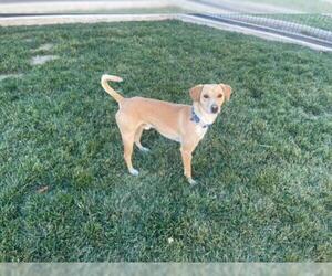 Italian Greyhound Dogs for adoption in Menifee, CA, USA