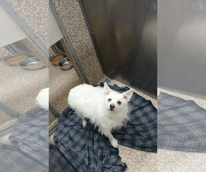 Maltese-Unknown Mix Dogs for adoption in Martinsburg, WV, USA