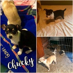 Medium Photo #1 Chihuahua Puppy For Sale in Ponca City, OK, USA