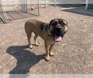 Mastiff Dogs for adoption in Fort Collins, CO, USA