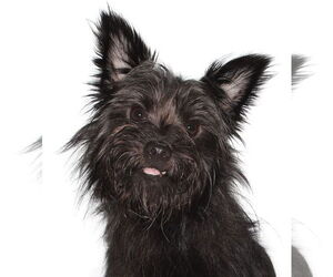 Cairn Terrier-Unknown Mix Dogs for adoption in Oakland Park, FL, USA