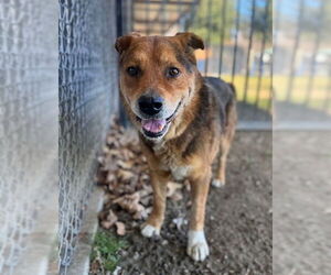 German Shepherd Dog-Unknown Mix Dogs for adoption in Riverside, CA, USA
