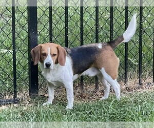 Beagle Dogs for adoption in Mooresville, NC, USA