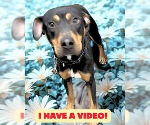 Rottweiler-Unknown Mix Dogs for adoption in Forestville, MD, USA