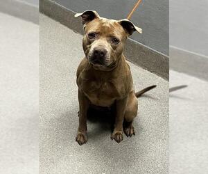 American Staffordshire Terrier-Unknown Mix Dogs for adoption in Las Vegas, NV, USA