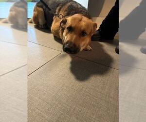 German Shepherd Dog Dogs for adoption in Rancho Cucamonga, CA, USA