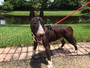Bull Terrier Dogs for adoption in Royal Palm Beach, FL, USA