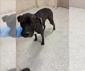 American Pit Bull Terrier-Unknown Mix Dogs for adoption in Conroe, TX, USA