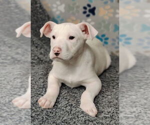Mutt Dogs for adoption in Talladega, AL, USA