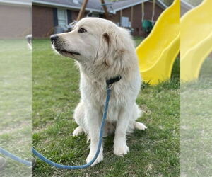 Golden Pyrenees Dogs for adoption in Croydon, NH, USA