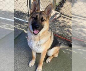 German Shepherd Dog Dogs for adoption in Vallejo, CA, USA