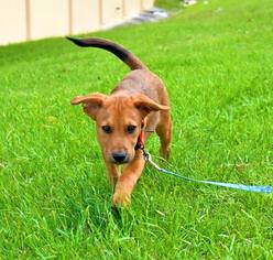 Medium Photo #1 Mutt Puppy For Sale in Von Ormy, TX, USA
