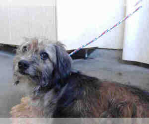 Petit Basset Griffon Vendeen Dogs for adoption in Camarillo, CA, USA