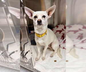 Chihuahua-Unknown Mix Dogs for adoption in Naples, FL, USA