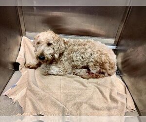 Goldendoodle Dogs for adoption in Fort Lauderdale, FL, USA