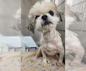 Maltese Dogs for adoption in Downey, CA, USA