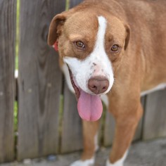 Lab-Pointer Dogs for adoption in Brownsboro, AL, USA