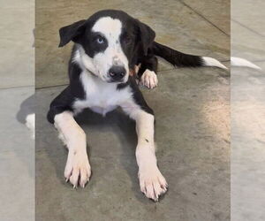 Border Collie-Unknown Mix Dogs for adoption in Minneapolis, MN, USA