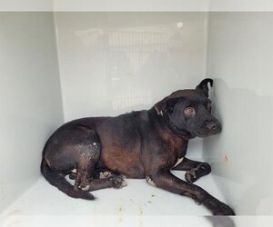 American Pit Bull Terrier-Labrador Retriever Mix Dogs for adoption in Houston, TX, USA