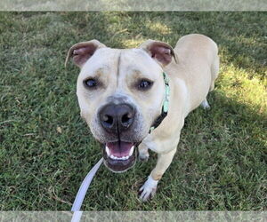 American Pit Bull Terrier-Unknown Mix Dogs for adoption in Millersville, MD, USA